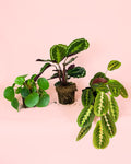 Pack 3x Plantas Medianas Pet Friendly