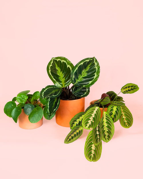 Pack 3x Plantas Medianas Pet Friendly