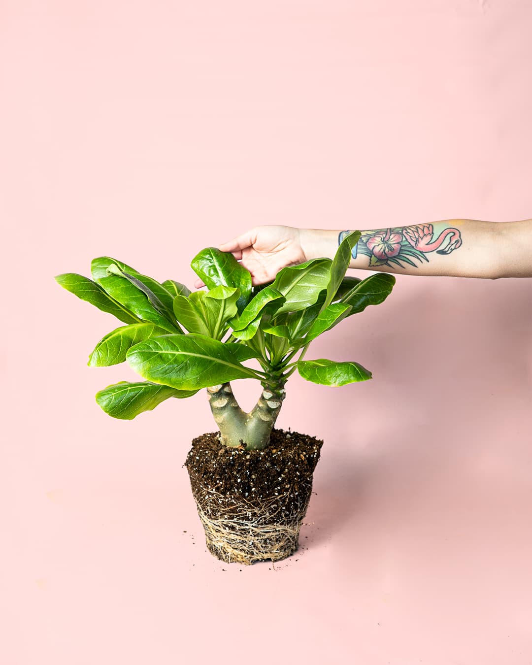 Palmera Hawaiana mano