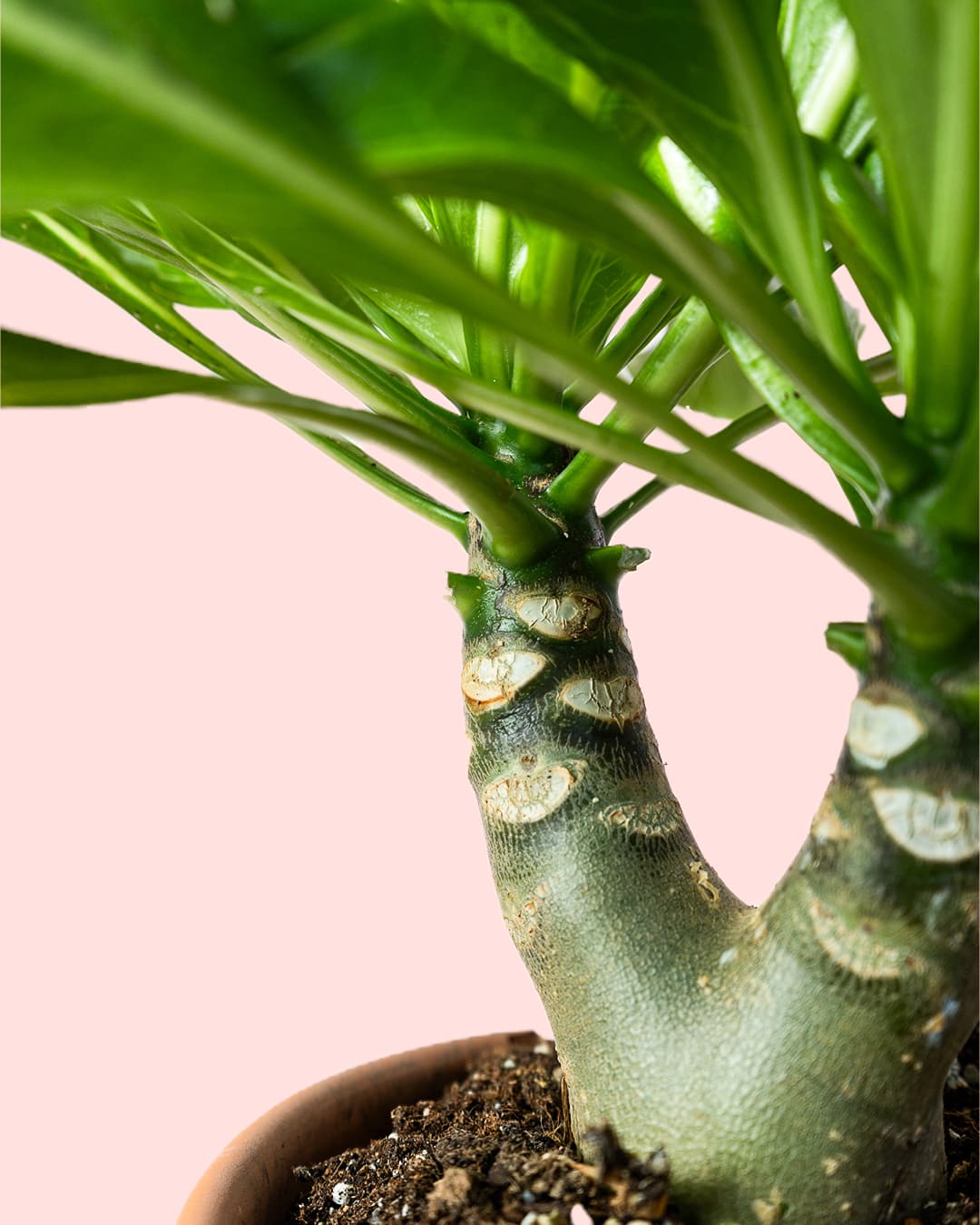 Palmera Hawaiana tronco