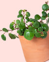 Peperomia Pepperspot Mini hojas