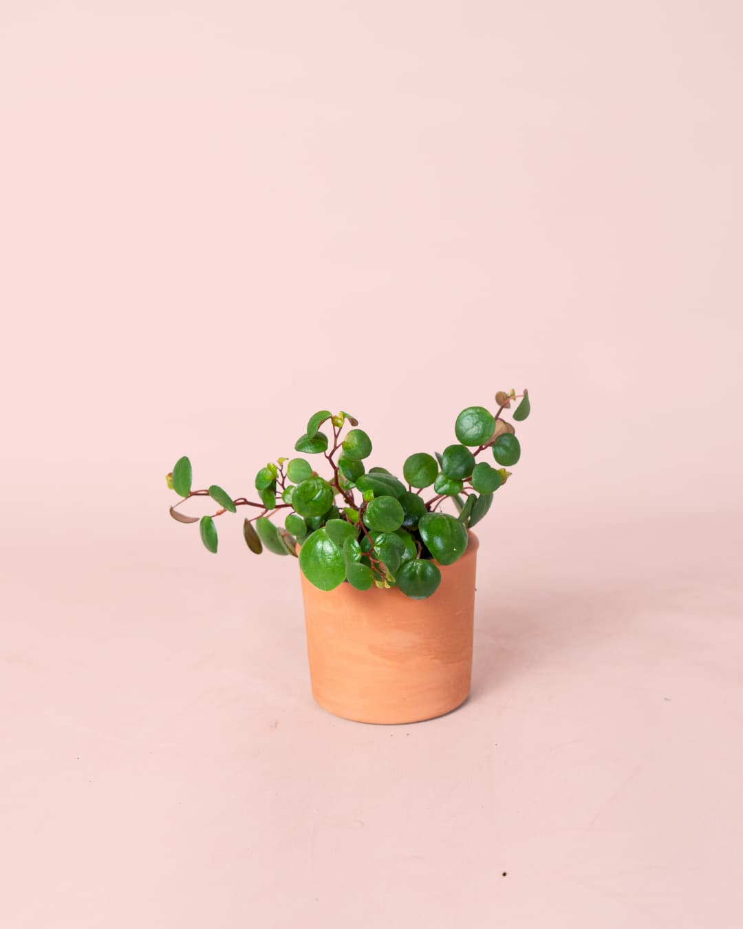 Peperomia Pepperspot Mini planta