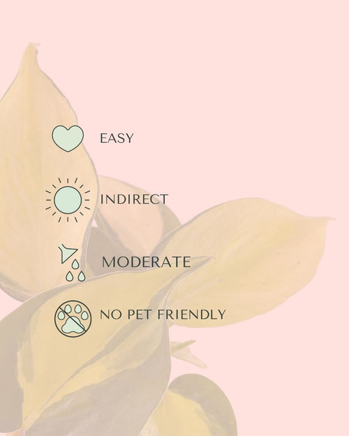 Philodendron Brasil Mini