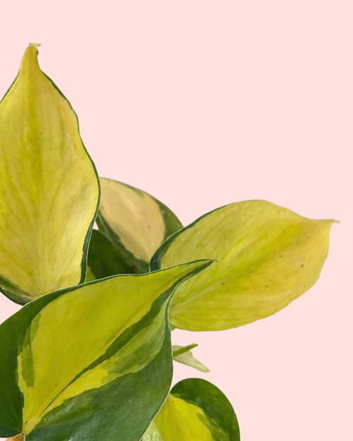 Philodendron Brasil Mini