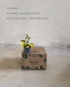 Philodendron-Brasil-Mini-packaging
