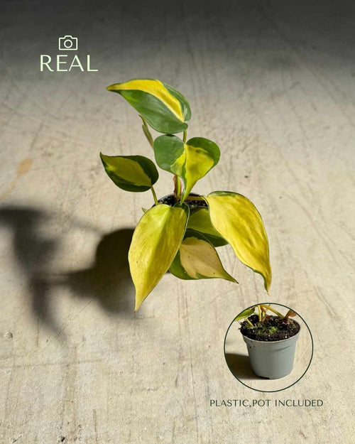 Philodendron Brasil Mini