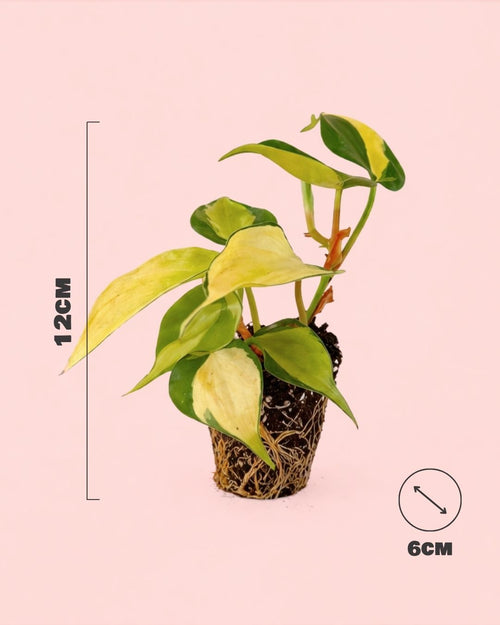 Philodendron Brasil Mini