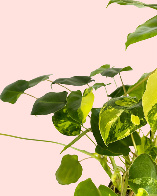 Philodendron Burle Marx Variegado M