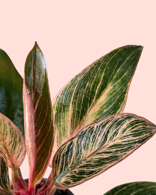 Philodendron Pink Bikini Mini