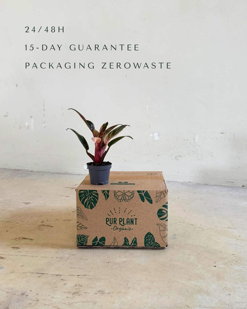 Philodendron Pink Bikini Mini