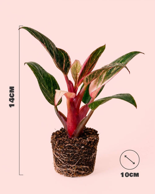 Philodendron Pink Bikini Mini