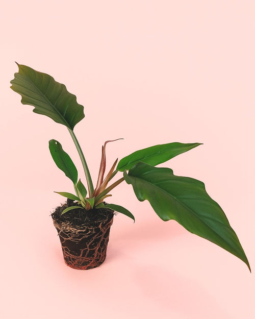 Philodendron choco empress