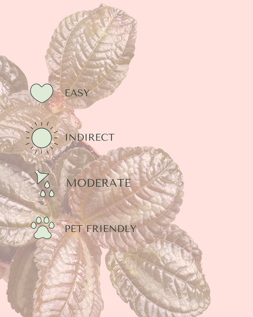 Pilea Spruceana Norfolk Plata Mini care