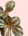 Pilea Spruceana Norfolk Plata Mini detail