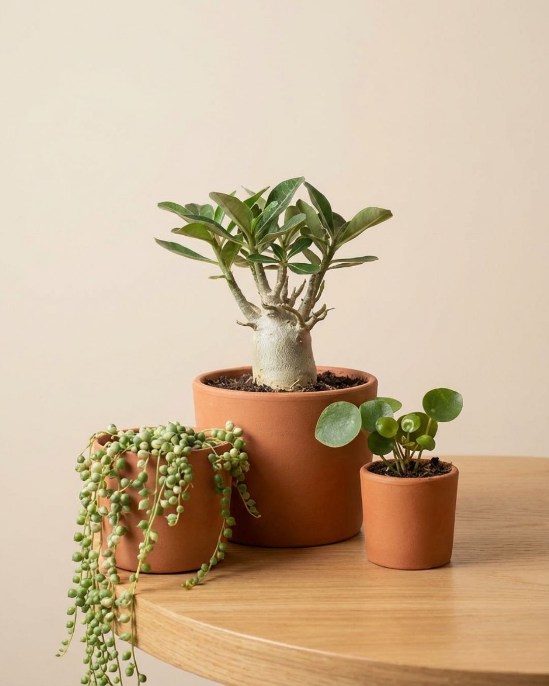 Purplant
