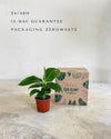 Platanera-Musa-Tropicana-M-packaging