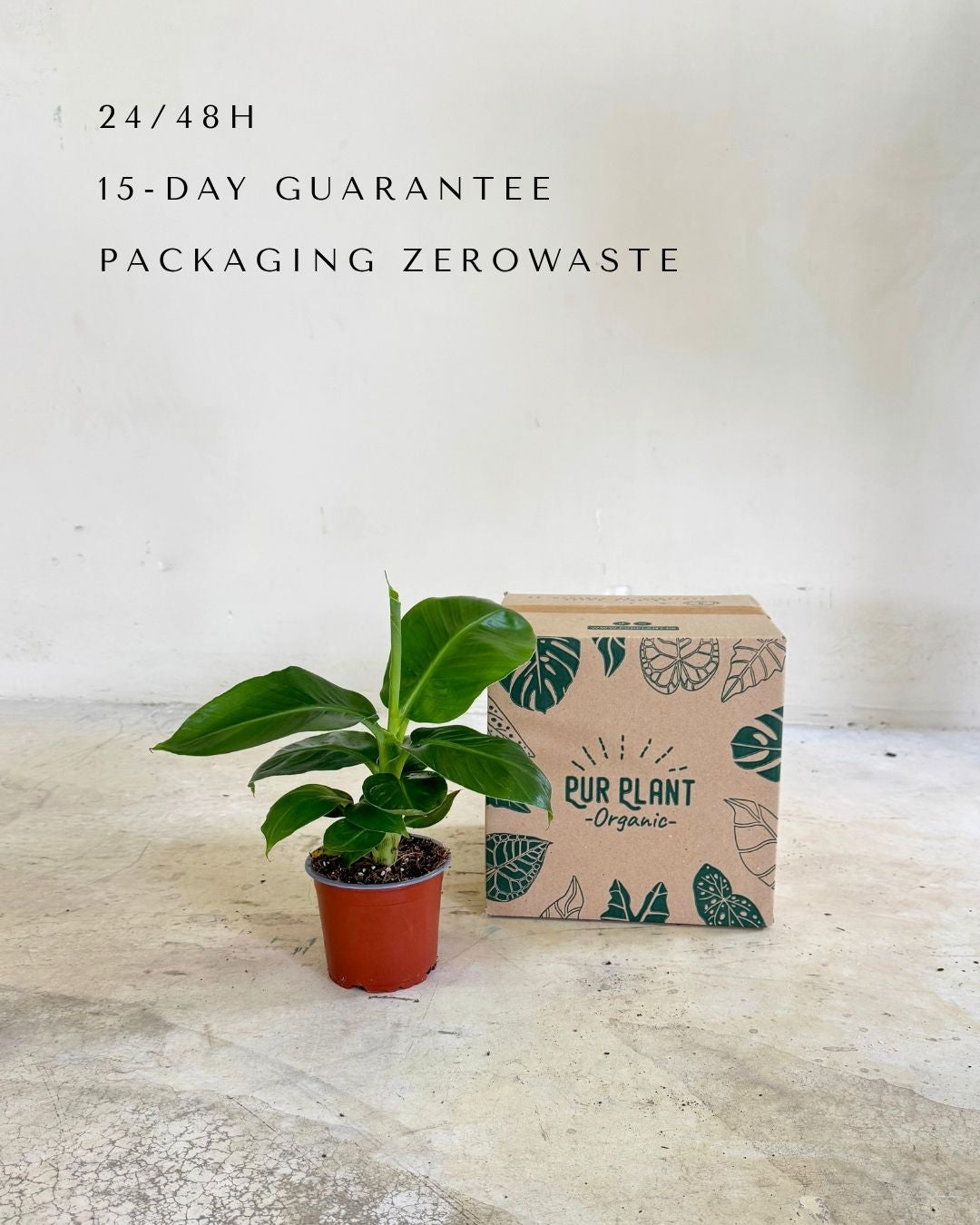 Platanera-Musa-Tropicana-M-packaging