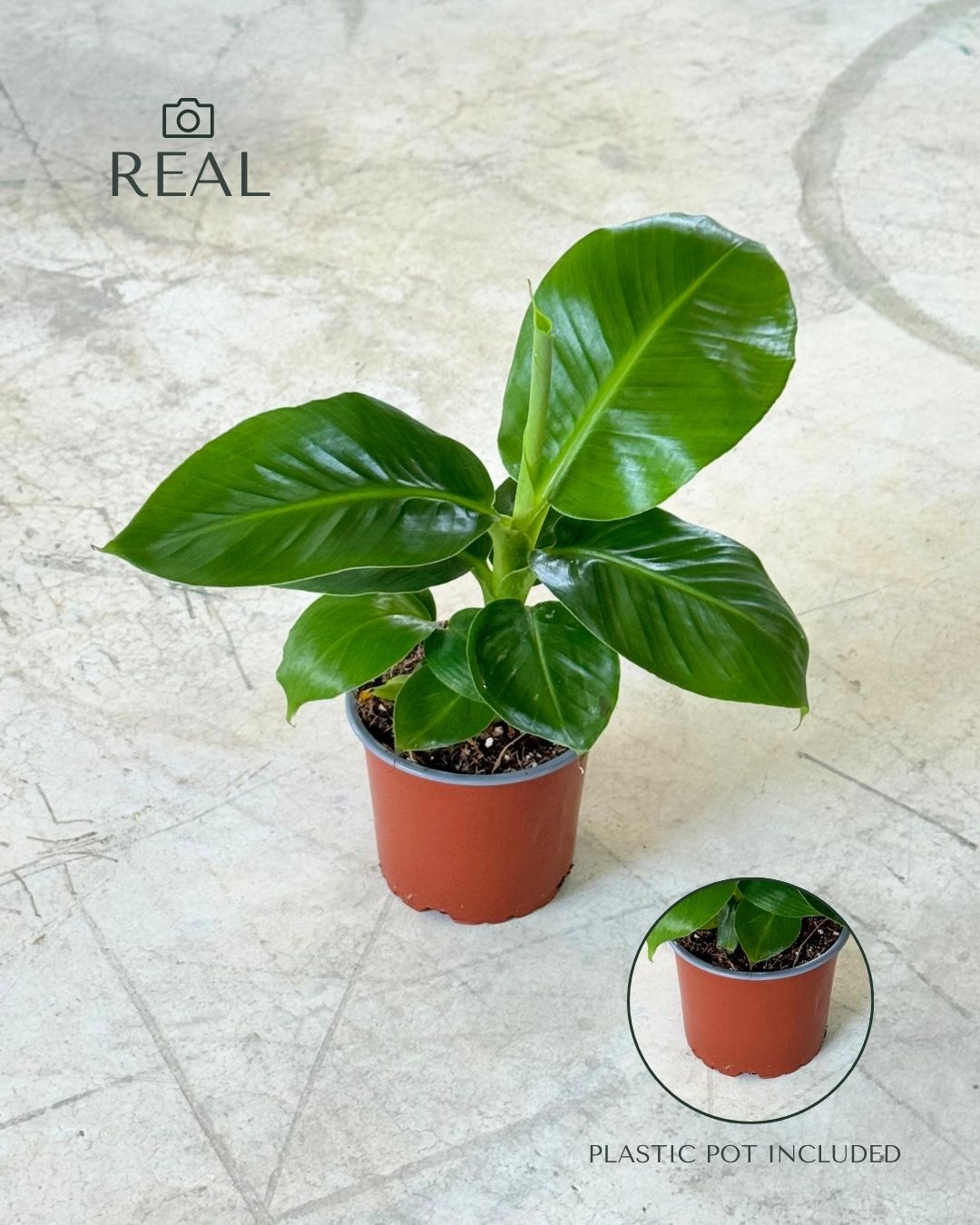 Platanera-Musa-Tropicana-M-real