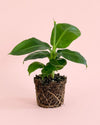 Platanera-Musa-Tropicana-M