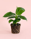 Platanera Musa Tropicana M