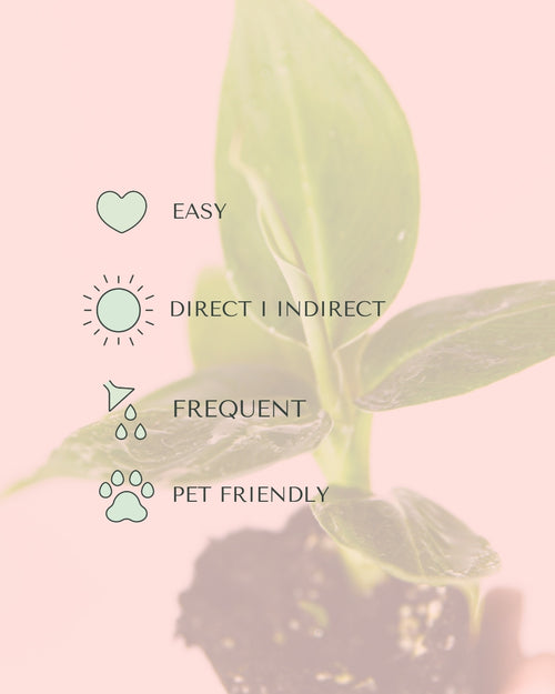 Platanera Musa Mini care