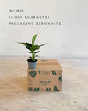 Platanera Musa Mini packaging