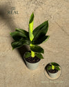 Platanera Musa Mini real