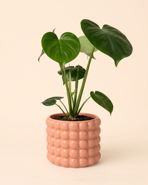 Poppy – Maceta Cerámica Salmón M 12 cm