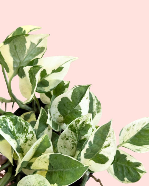 Potho Variegado N´Joy M detail