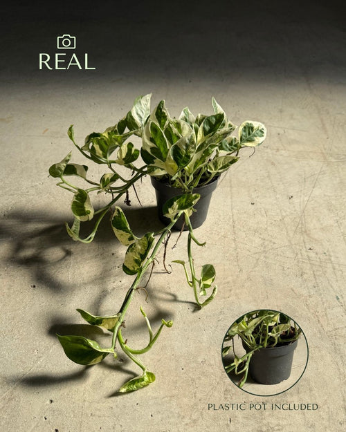 Potho Variegado N´Joy M real