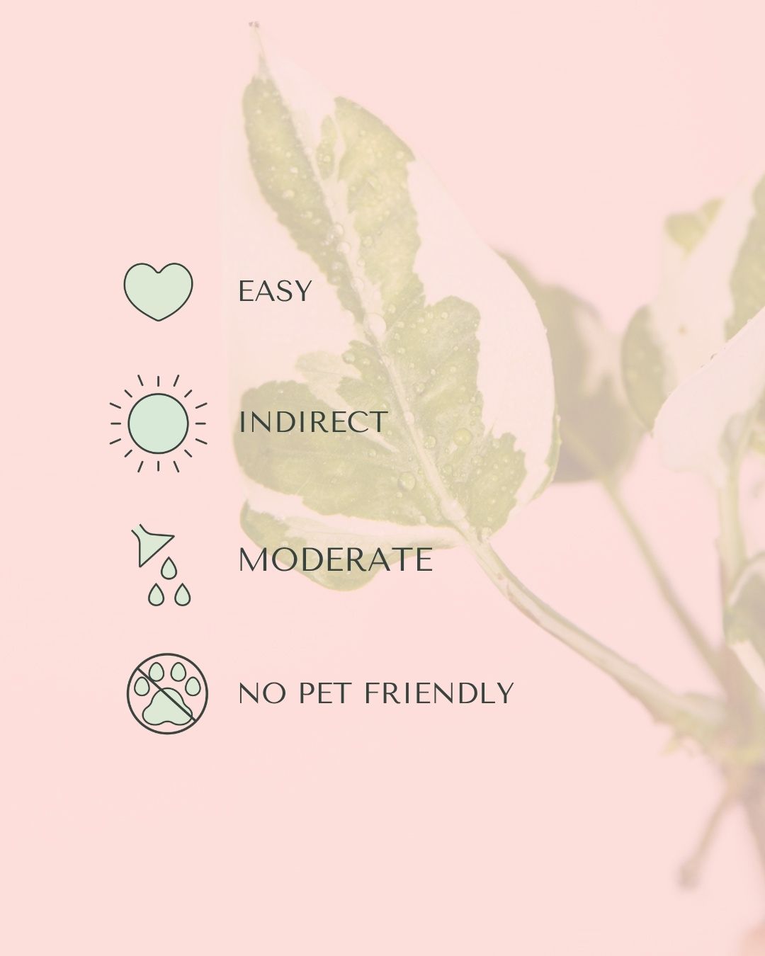 Potho Variegado N'Joy Mini care