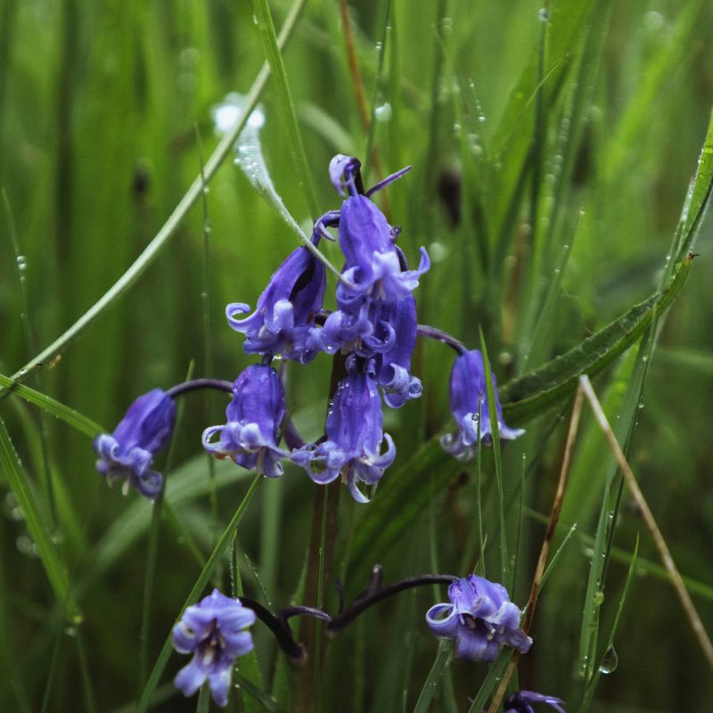 Problemas Campanula
