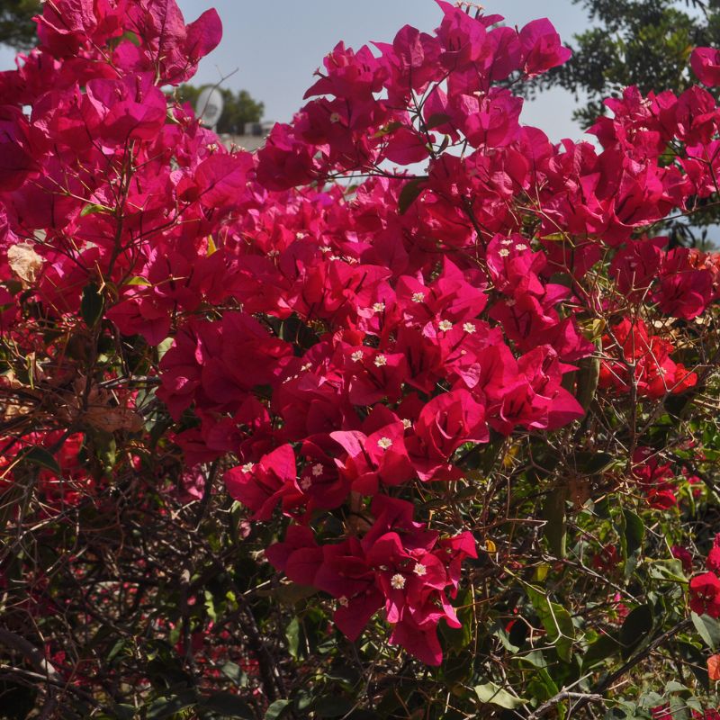 Problemas Plantas Buganvilla