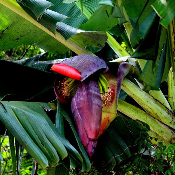 Problemas Plantas Platanera