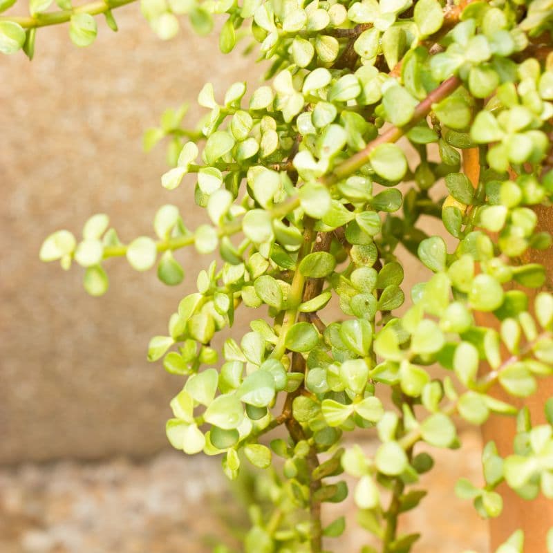 Problemas_portulacaria