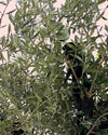 Olivo Árbol Plato - Olea Europaea XXL