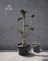 Olivo Árbol Plato - Olea Europaea XXL