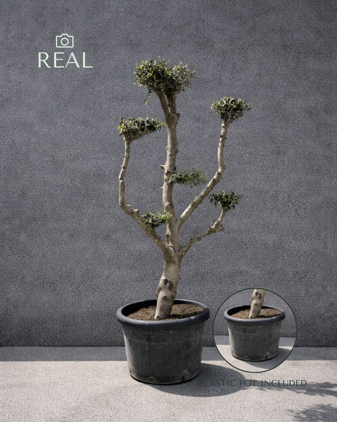 Olivo Árbol Plato - Olea Europaea XXL