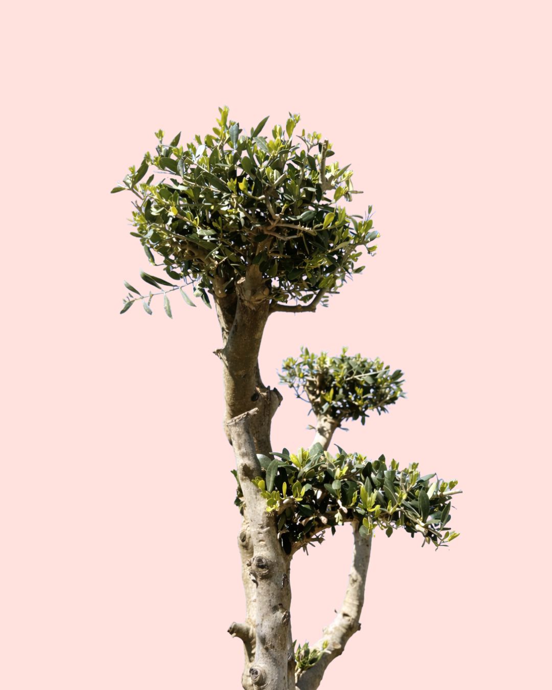 Olivo Árbol Plato - Olea Europaea XXL