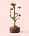 Olivo Árbol Plato - Olea Europaea XXL