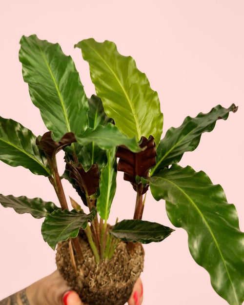 Calathea Rufibarba Mini