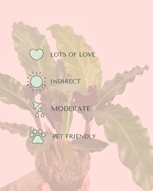 Calathea Rufibarba Mini