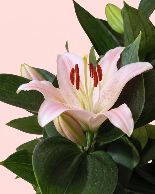 Lirio Oriental Souvenir Rosa M