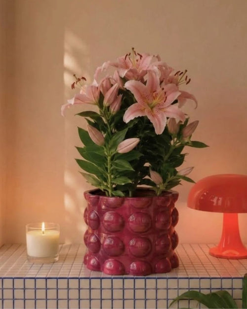Lirio Oriental Souvenir Rosa M