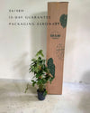 Syngonium Mojito Con Tutor L