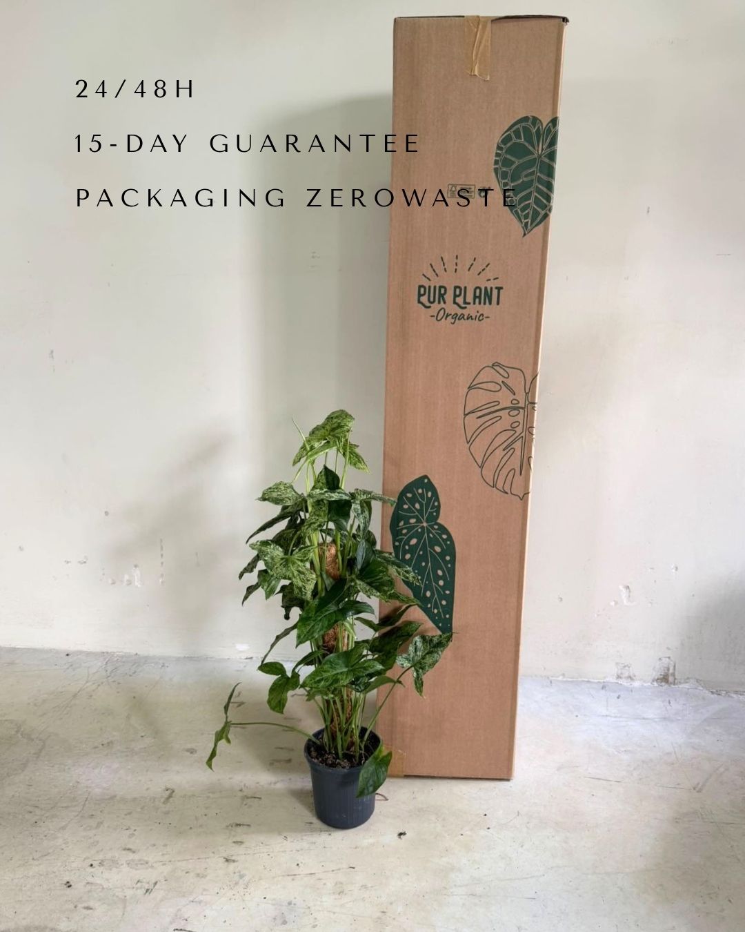 Syngonium Mojito Con Tutor L