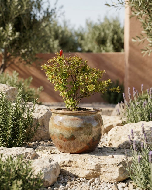 Granado Bonsái- Punica Granatum