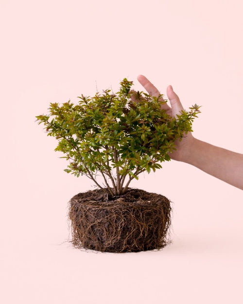 Granado Bonsái- Punica Granatum