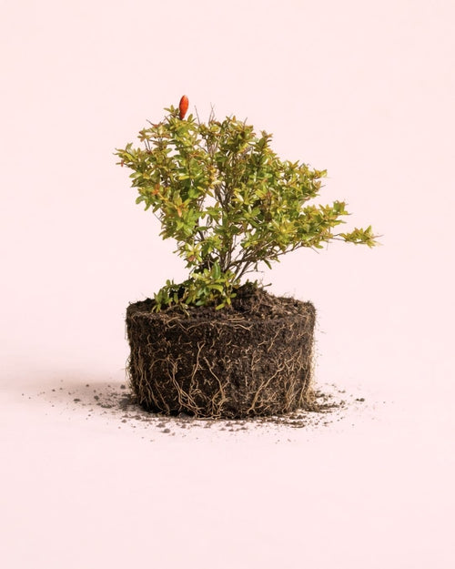 Granado Bonsái- Punica Granatum