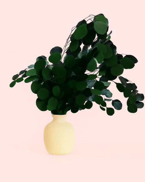 Ramo de Eucalipto Populus Preservado Verde con Jarrón